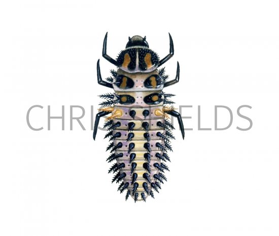 Illustration of Pine Ladybird Larvae (Exochomus 4-pustulata) (#1784)