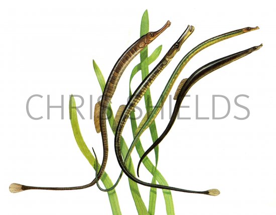 Illustration of Pipefish (#0173)