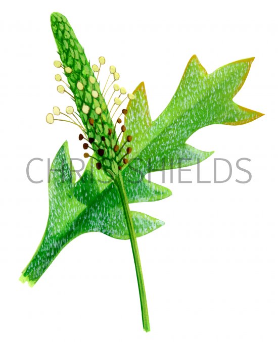 Illustration of Plantain (Buck's-horn) Plantage poronopus (#0842)