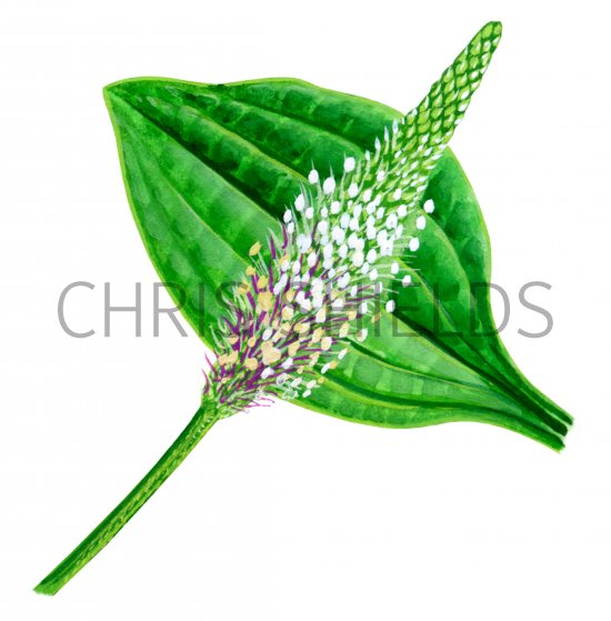 Illustration of Plantain (Hoary) Plantage media (#0843)