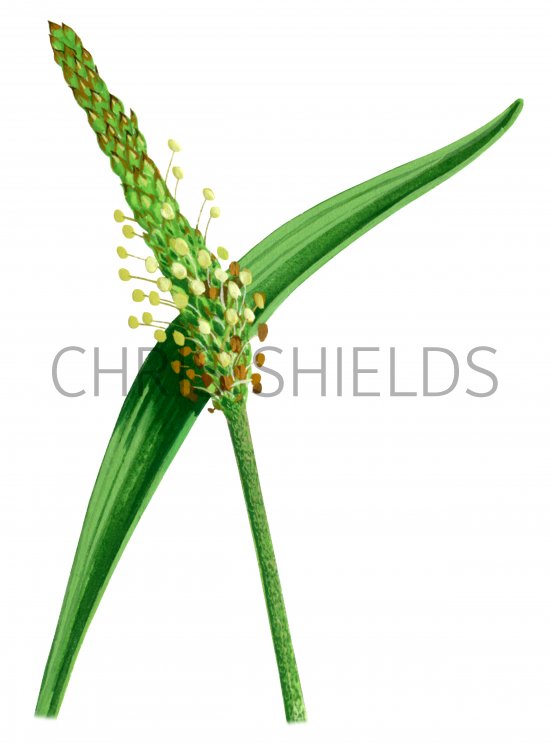 Illustration of Plantain (Sea) Plantago maritima) (#2770)