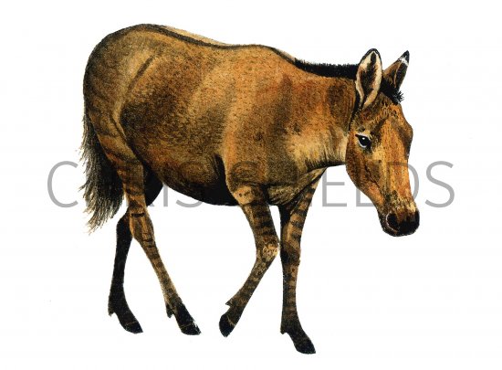 Illustration of Pliohippus (#0651)