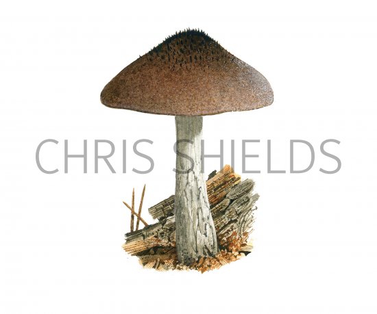 Illustration of Pluteus atromarginatus (#3799)