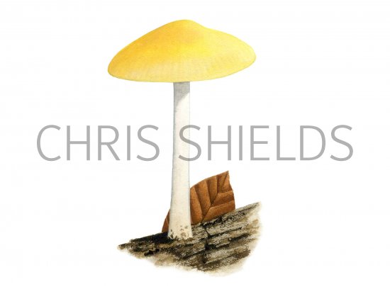 Illustration of Pluteus leoninus (Lion Shield) (#3825)