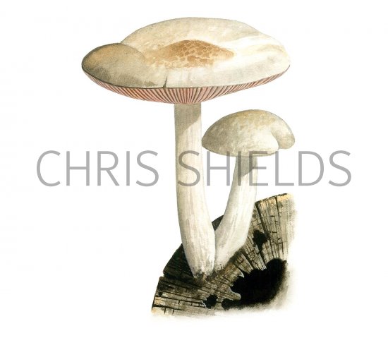 Illustration of Pluteus petasatus (#3466)