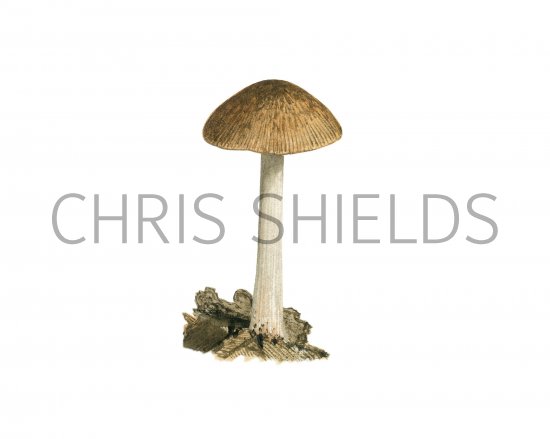 Illustration of Pluteus plautus (Satin Shield) (#3812)