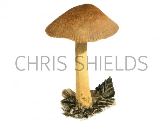 Illustration of Pluteus romellii (Goldleaf Shield) (#3854)