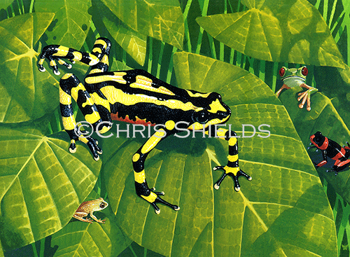 Illustration of Poison Arrow Frog (Dendrobates leucomelas (#1087)