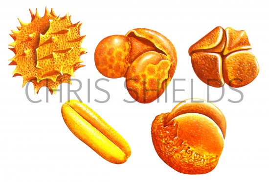 Illustration of Pollen (#0475)