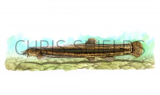 Illustration of Pond Loach (Misgurnus fossilis) (#0176)