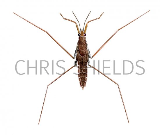 Illustration of Pond Skater (Gerris) (#3159)