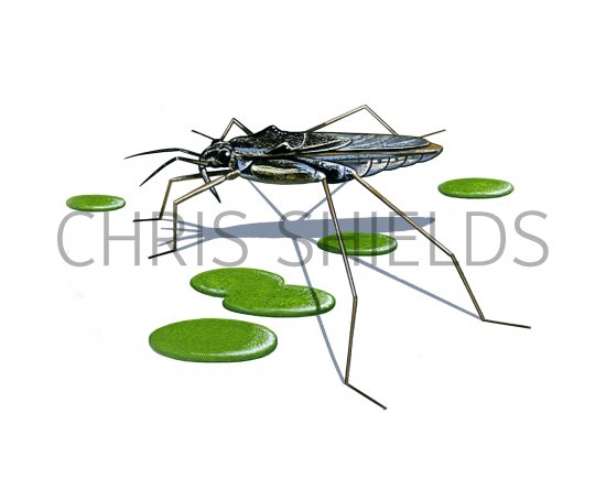 Illustration of Pond Skater (Gerris) (#4092)