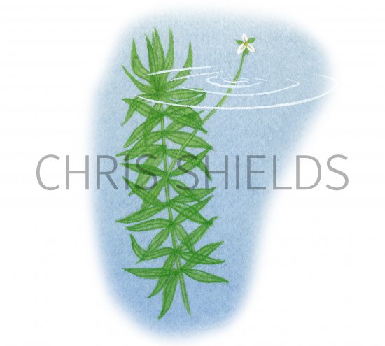 Illustration of Pond Weed (Elodea nuttalli) (#4351)