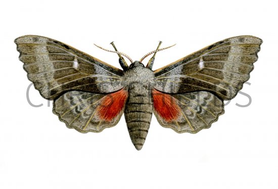 Illustration of Poplar Hawk Moth (Laothoe populi) (#1341)