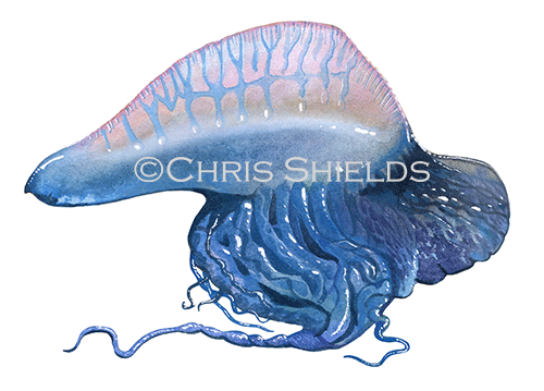 Illustration of Portuguese man o' war (Physalia physalis) (#2962)