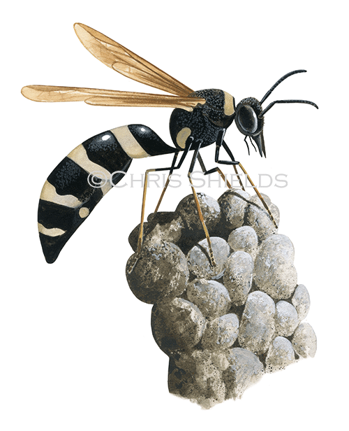 Illustration of Potter Wasp (Eumeninae) (#4643)