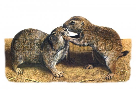 Illustration of Prairie Dog (Cynomys ludovicianus)  (#0572)