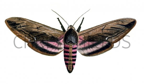 Illustration of Privet Hawh Moth (Sphinx ligustri) (#1338)