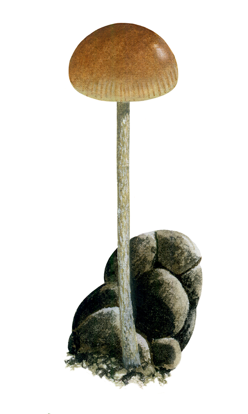 Illustration of Psilocybe coptophila (#4426)