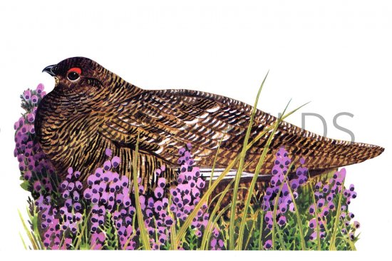 Illustration of Ptarmigan (Lagopus muta) (#1619)