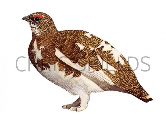 Illustration of Ptarmigan (Lagopus muta) (#3726)