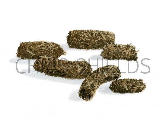 Illustration of Ptarmigan droppings (Lagopus muta) (#2931)