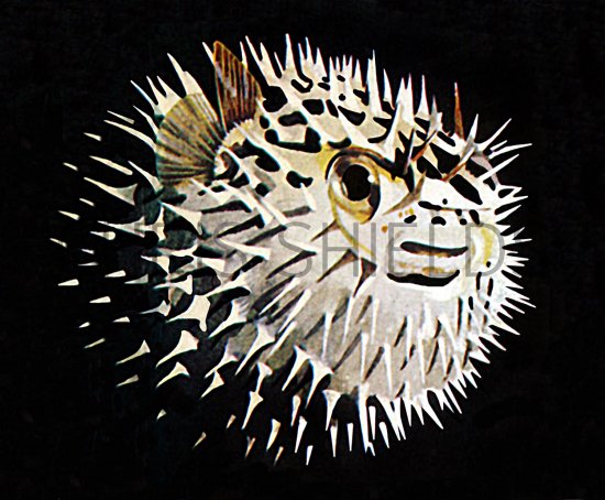 Illustration of Puffer Fish (#1330)