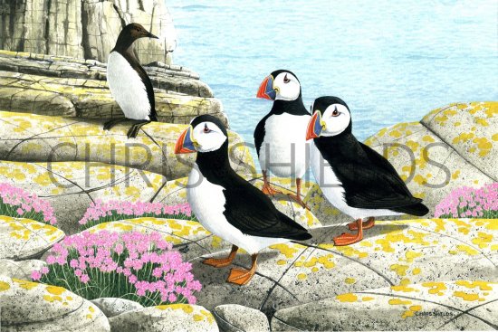 Illustration of Puffin (Fratercula arctica) (#1810)