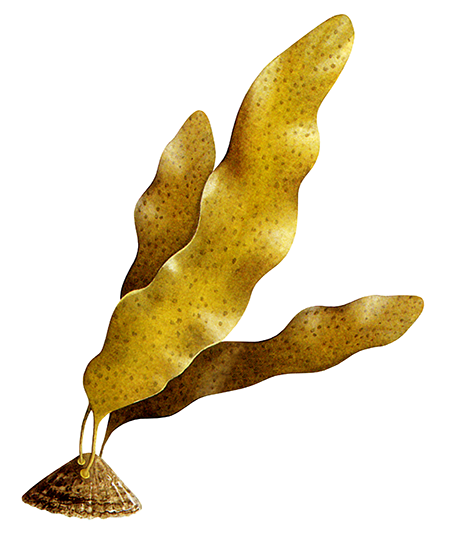 Illustration of Punctaria latifolia (#2721)