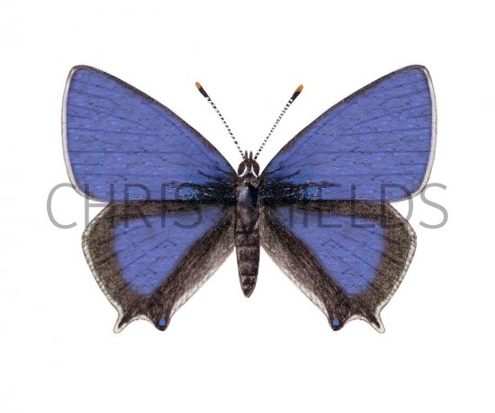 Illustration of Purple Hairstreak (male) Quercusia quercus (#2591)