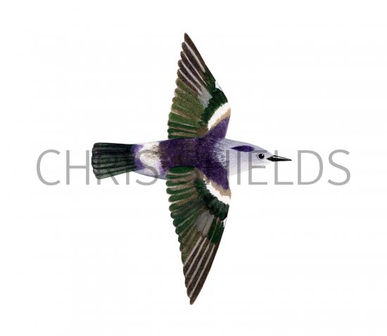 Illustration of Purple-backed Starling (male) Sturnia sturnina (#2225)