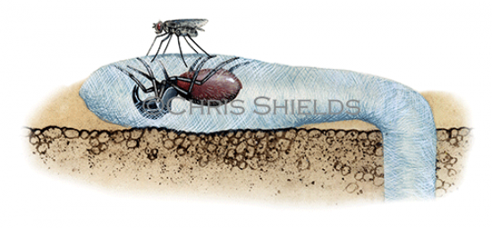 Illustration of Purse Web Spider (Atypus affinis) (#1516)