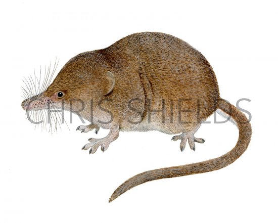 Illustration of Shrew (Pygmy) Sorex minutus (#2052)
