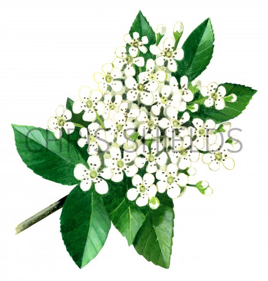 Illustration of Pyracantha crenulata (#0967)