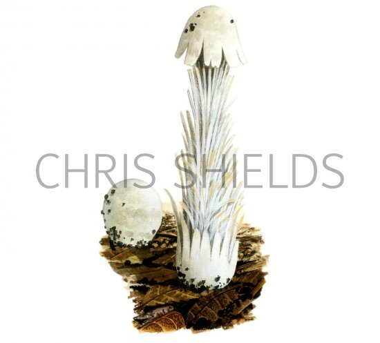 Illustration of Queletia mirabilis (#1836)