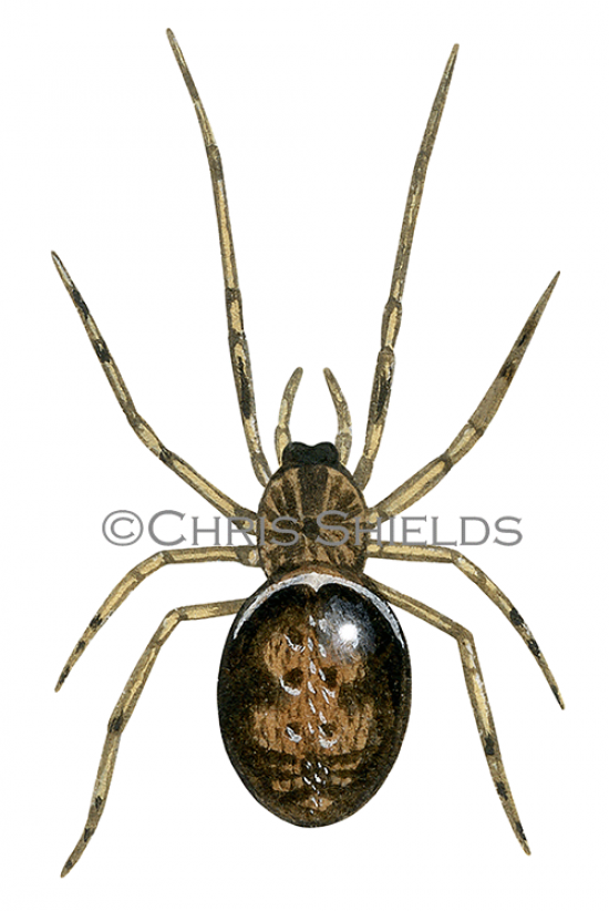 Illustration of Rabbit Hutch Spider (Steatoda bipunctata) (#3313)