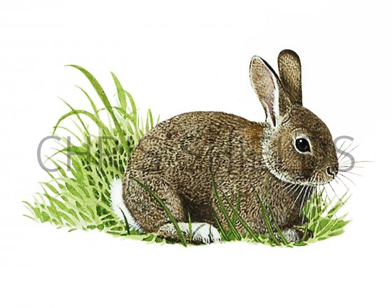 Illustration of Rabbit (Oryctolagus cuniculus) (#3258)