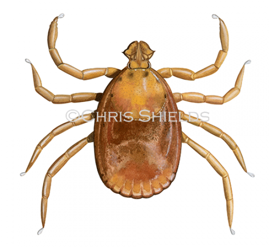 Illustration of Rabbit Tick (Haemaphysalis Leporispalustris) (#4655)