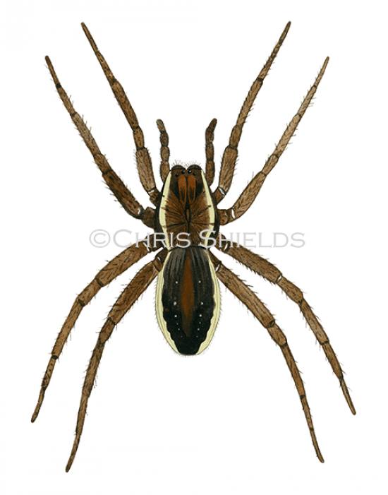 Illustration of Raft Spider (Dolomedes plantarius) (#1484)