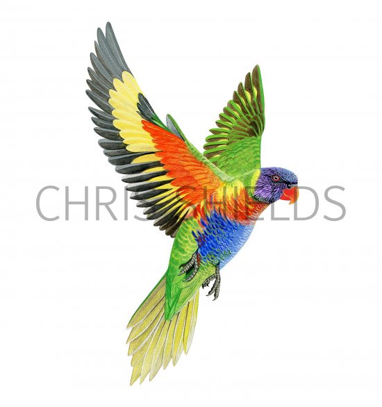 Illustration of Rainbow lorikeet (Trichoglossus moluccanus) (#3369)