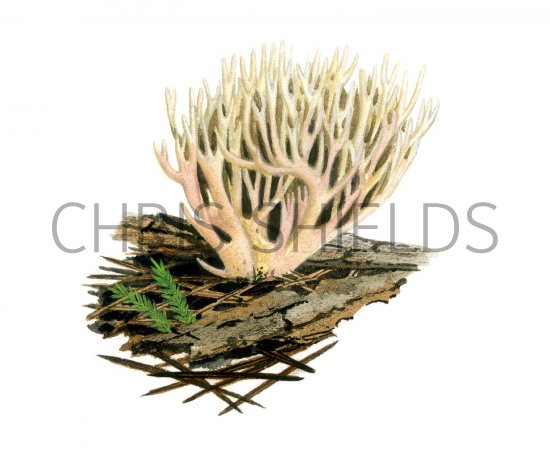 Illustration of Ramaria gracilis (#1951)