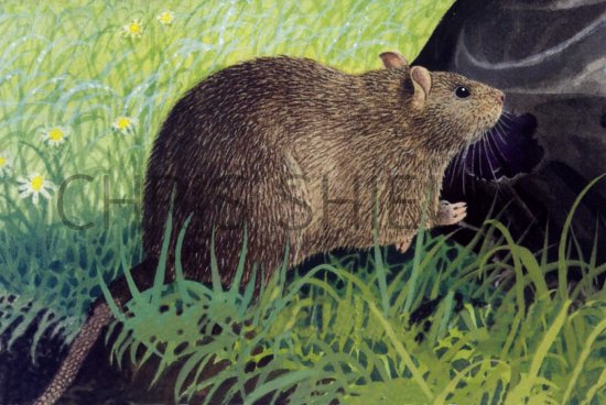 Illustration of Rat (Brown) Rattus norvegicus (#0563)