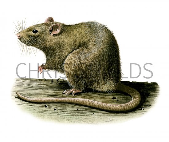 Illustration of Rat (Brown) Rattus norvegicus (#1768)