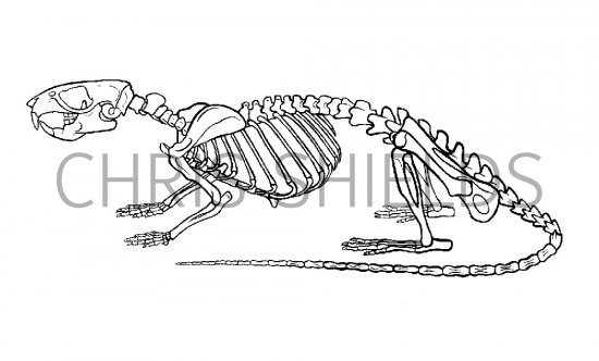 Illustration of Rat Skeleton (Brown) Rattus norvegicus (#0564)
