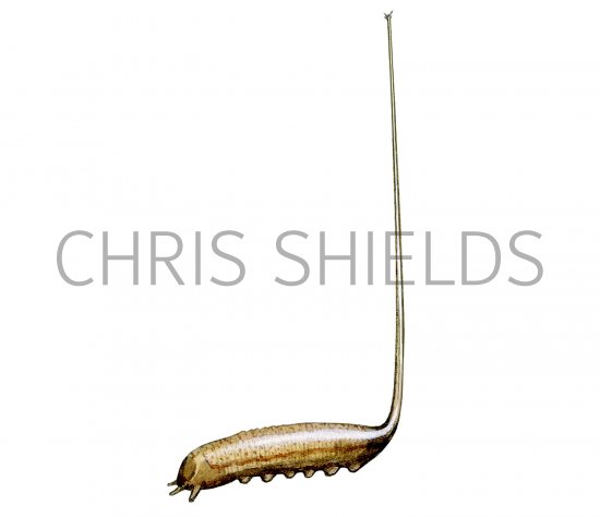 Illustration of Rat-tailed Maggot (Eristalis spp.) (#2536)