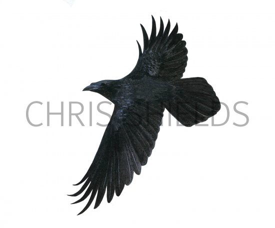 Illustration of Raven in flight (Corvus corax) (#3630)