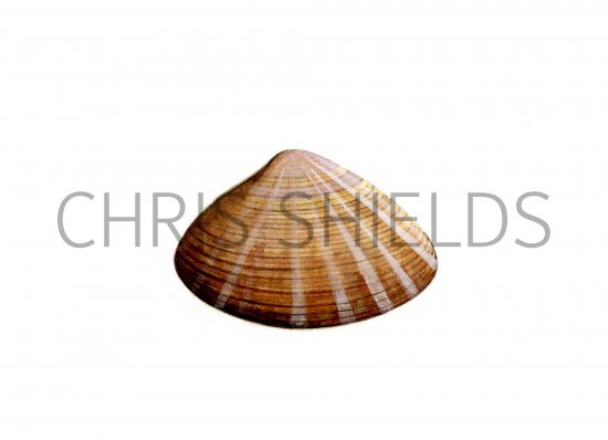 Illustration of Rayed Trough Shell (Mactra stultorum) (#0783)