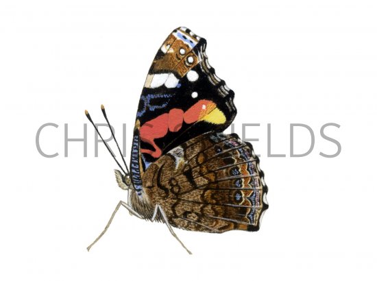 Illustration of Red Admiral (Vanessa atalanta) (#0323)