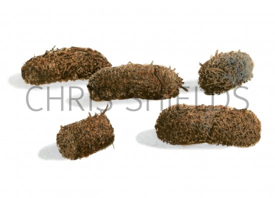 Illustration of Red Grouse droppings (Lagopus lagopus scotica)BD0158 (#2937)