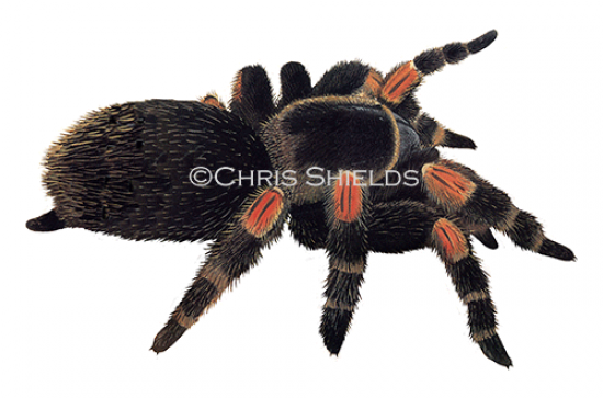 Illustration of Red-Kneed Tarantula (Brachypelma smithii) (#4690)